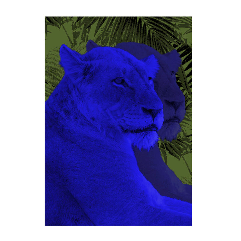 Lioness Wall Poster By Hershgold In Blue