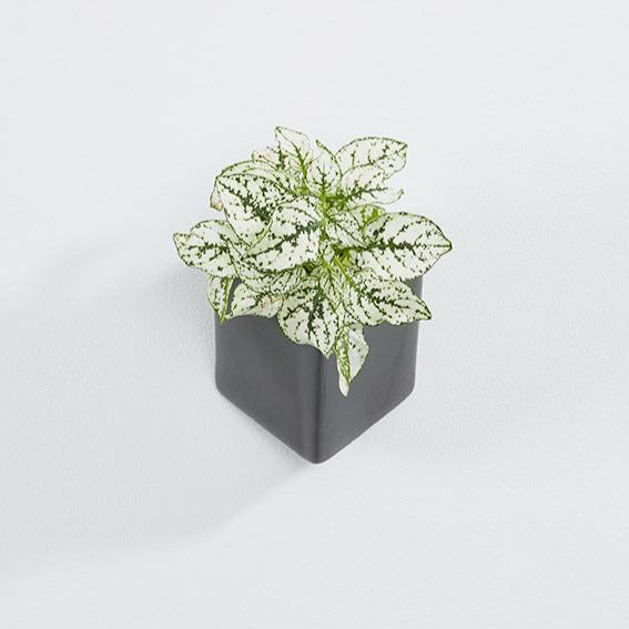 Off The Wall Plant Pot - Small by Thelermont Hupton