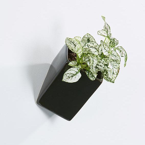 Ceramic wall planter, rectangular, black, with plant