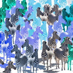 Zebra Party Blues Wall Art Poster By Hershgold